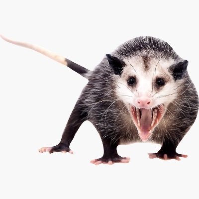 Feisty toxic megloaf pengo Profile