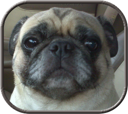 cbilbao's profile picture. Go Steelers