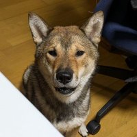 みほ 迷子犬捜索中 (@46noi8qa5txc5mz) 's Twitter Profile Photo みほ 迷子犬捜索中 (@46noi8qa5txc5mz) 's Twitter Profile Photo