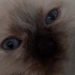 Eggyguy290's profile picture. Hi