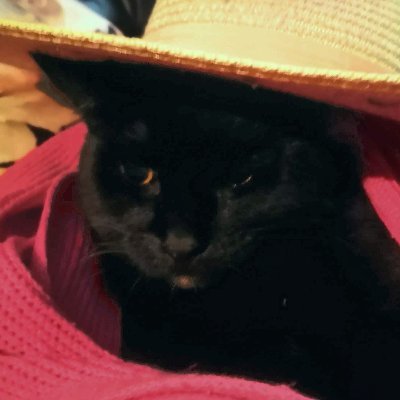 Qwuiblington's profile picture. 👒  juni
🐈‍⬛  theythem, it
🧣