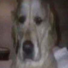 degenzegen's profile picture. 20