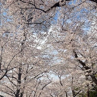 kabo_1104's profile picture. かぼ鯖というマイクラ鯖運営してます。 ガジェオタ