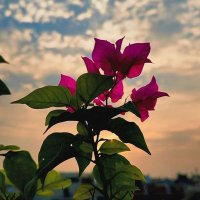 khusboo 🍃😊❤️🩹 (@tapuraj94723) 's Twitter Profile