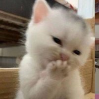 먕 (@meow__92) 's Twitter Profile