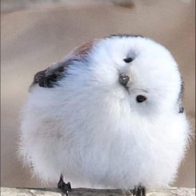 Miki60159724587's profile picture. 