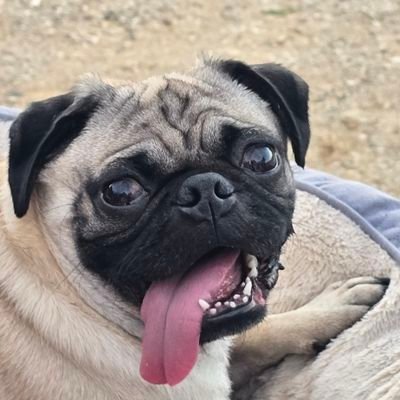 therealhuff11's profile picture. I put Wisconsin on everything. Owner of the Green Bay Packers.