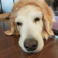 リリー (@lilyrunbeer) 's Twitter Profile