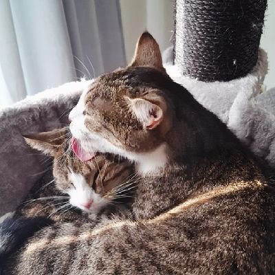 To. 37 jaar. Beetje gek. 😇 Pebbles & Mango 🐱 Dol op katten & boeken. Fibromyalgie. GGZ.