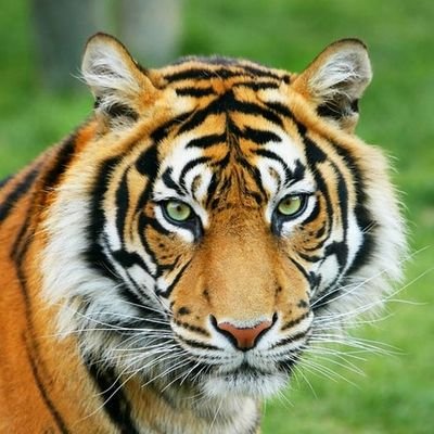 sysamer038's profile picture. 