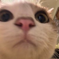 수목이 (임보중🏡) (@sumok_eee) 's Twitter Profile Photo 수목이 (임보중🏡) (@sumok_eee) 's Twitter Profile Photo