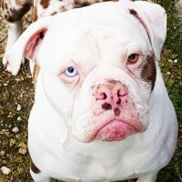 BlueBloodBulldog (@alapahabulldog1) 's Twitter Profile Photo BlueBloodBulldog (@alapahabulldog1) 's Twitter Profile Photo