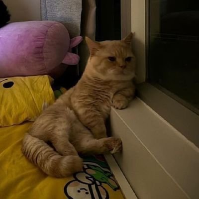 me, pasandida mard aur hamari billi
NO DM
✒️