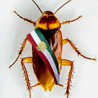 Maestría y doctorado en derecho en la Universidad de Salamanca. Maestría y Licenciatura en la UdeG. Anti populista. Inicié a interactuar en 2021.