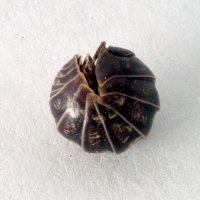 tim (@timthepillbug) 's Twitter Profile