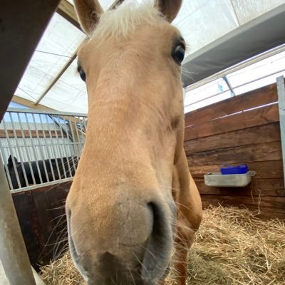 spvgg_mayo's profile picture. kreisliga spaghetti eis