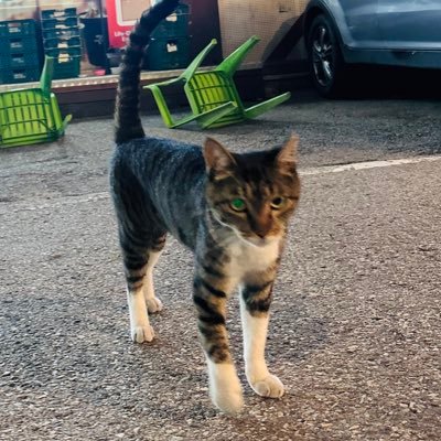 tttypi's profile picture. 