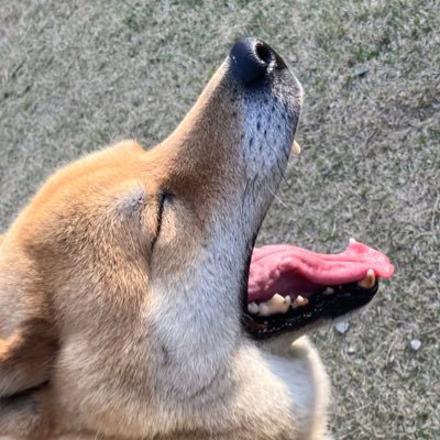 yamatmayumu's profile picture. 