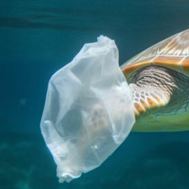 watatsunami's profile picture. A simple human being