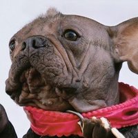 Petunia the ugliest dog coin in the world! $PETU (@ugliestdogpetu) 's Twitter Profile