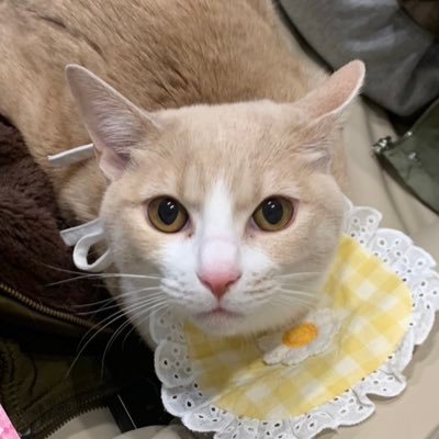 teteDevelop's profile picture. 保護猫14匹と暮らすフロントエンドエンジニア🐱 Next.js / Supabase個人開発中🗓️