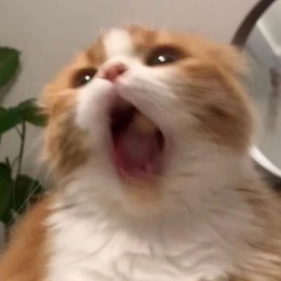 inCh4__o's profile picture. ᴀᴘᴇx.