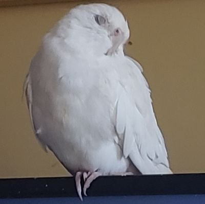 spartenwolf643's profile picture. 