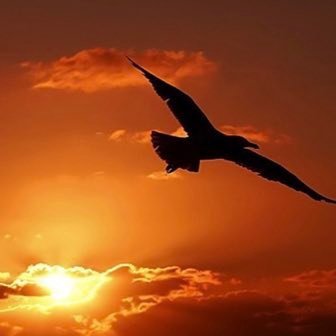 Mohammedsa46060's profile picture. 