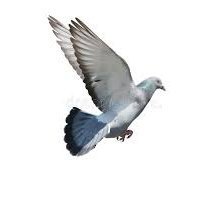 Pikumoni35's profile picture. A civilian of Bangladesh