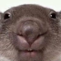 leapers (@leapersfv) 's Twitter Profile
