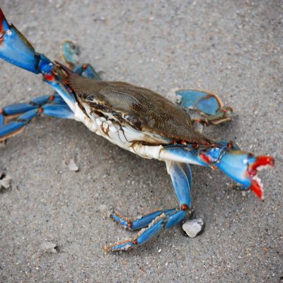 tossingbugs's profile picture. 