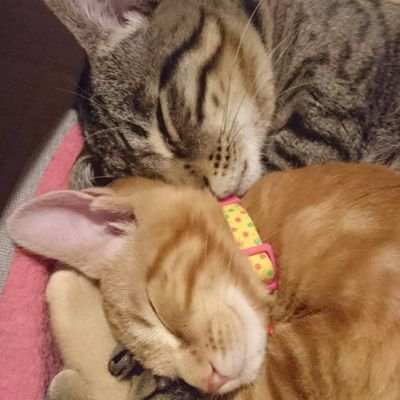 ジェノバをこよなく愛し究極のジェノバを目指し日々妄想&奮闘中の40代二児&愛猫4匹のパパです( 'ω')
たまに龍門サーキット現れます…
が、いつもバギーですいません┏(ε:)و ̑̑
rc the sessionを応援してます| ᐕ)っ🚩
こんなですが、よろしくデス(⊙ω⊙)