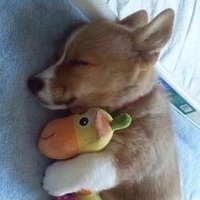 cute animals ❤ (@noircontent) 's Twitter Profile