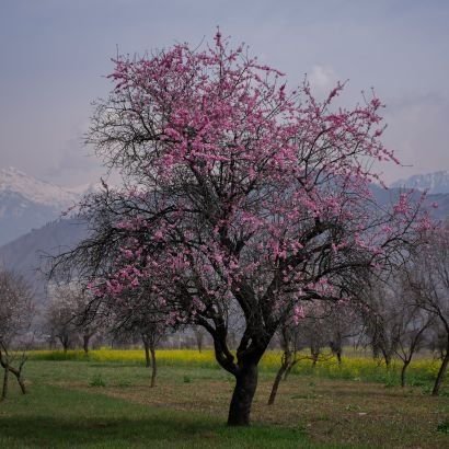 exactsunnah's profile picture. 