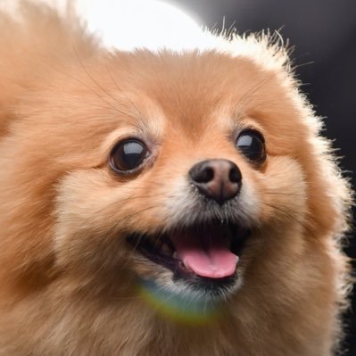 虹の橋に住むスーパーポメラニアン小梅の思い出🐶2011.1.3-2024.12.24👼2kgのオレンジチビポメ♡飼い主:にゃーん