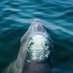 WhaleWatcher (@wh_watcher0) Twitter profile photo WhaleWatcher (@wh_watcher0) Twitter profile photo