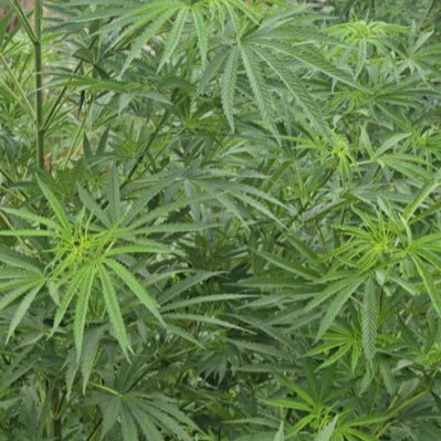 diesel198301's profile picture. 