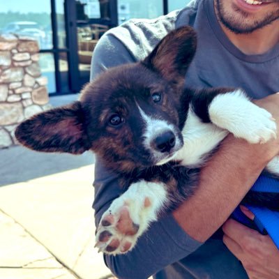 @TurboRexCorgi