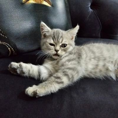 Sencer_1903's profile picture. 💭💭💭