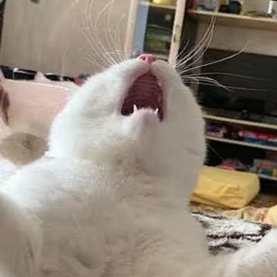 angrycat9178's profile picture. gen x cat 🤔 no scam no porn no woke no trans 🤌🏼 all hail Jesus Christ and Mother Mary 🙏 living only for destination heaven. on X in search for a Godly wife.