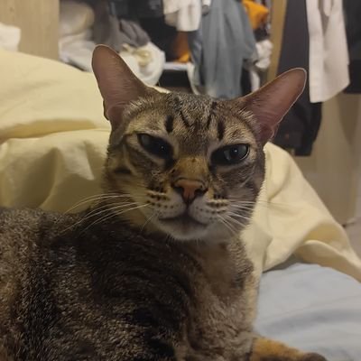 qq1650308's profile picture. 