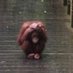 Orangusad (@chichiburona) Twitter profile photo Orangusad (@chichiburona) Twitter profile photo