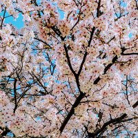 彩子☆ (@ayaco_c) 's Twitter Profile