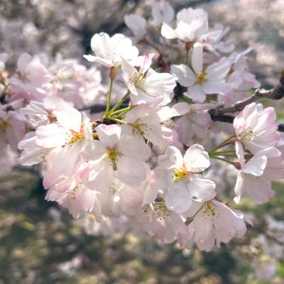 rir1_13's profile picture. 趣味用₍ᐢ. ̫.ᐢ₎ ˎˊ˗ 文房具⌇インク⌇ゲーム⌇推しのことゆるーく　無言フォロー失礼します( ՞ ᴗ  ̫ ᴗ՞)"