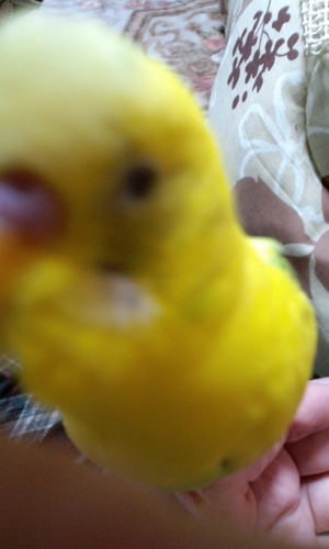 pote10_'s profile picture. 大龍