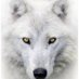 Alpha (@alphadoge77) Twitter profile photo Alpha (@alphadoge77) Twitter profile photo