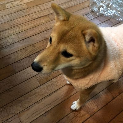 子供達のために日本の未来を守りたい🐶まめ柴犬ファン🐕💕🧑‍🌾家庭菜園🌱🪻ガーデニング💐🪴ハングル勉強中📖長野の大自然🌿を愛する保守派です #スパイ防止法制定 #世界平和 #信教の自由を守る #家庭連合解散命令STOP