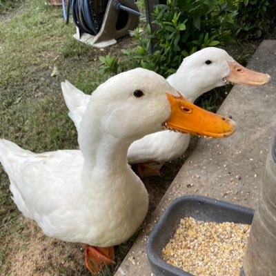 ahirukamekuwa's profile picture. アヒルとクワガタと亀とガーデニング 2023年3月生まれドナルド♂と2023年3月生まれデイジー♀は広いお庭でダンゴムシ撲滅隊隊長として任命されて以来のびのび夫婦で暮らしています。https://t.co/Z54SBYsd5S