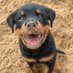 puppies2917 (@masoomsami34520) Twitter profile photo puppies2917 (@masoomsami34520) Twitter profile photo