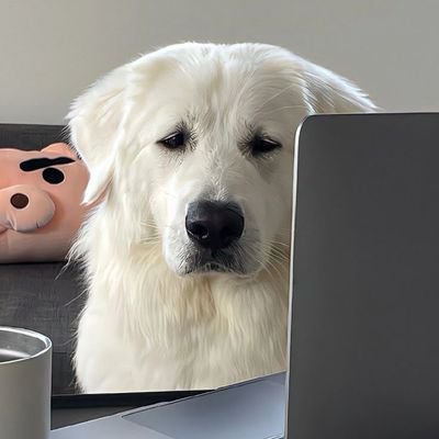 STP_OUM's profile picture. 